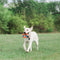 Chuckit! Ring Chaser Dog Ball Launcher Dog Toy Set, 22 Inch Length with 4.5 Inch Dog Ball Ring. - 029695321382