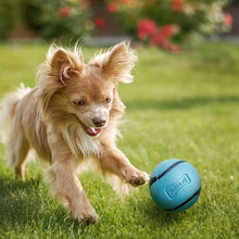Chuckit sniff fetch ball medium sized dog toy ball bacon scented