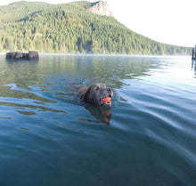 Chuckit! Ultra Ball Dog Toy - Size XL - For Dogs 100+ lbs - Made from Durable Rubber - Super Bouncy - Floats in Water - 3.5 - inch