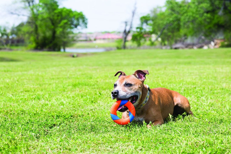 Chuckit! UltraRing Fetch and Chase Outdoor Dog Toy All Breeds - 029695321399