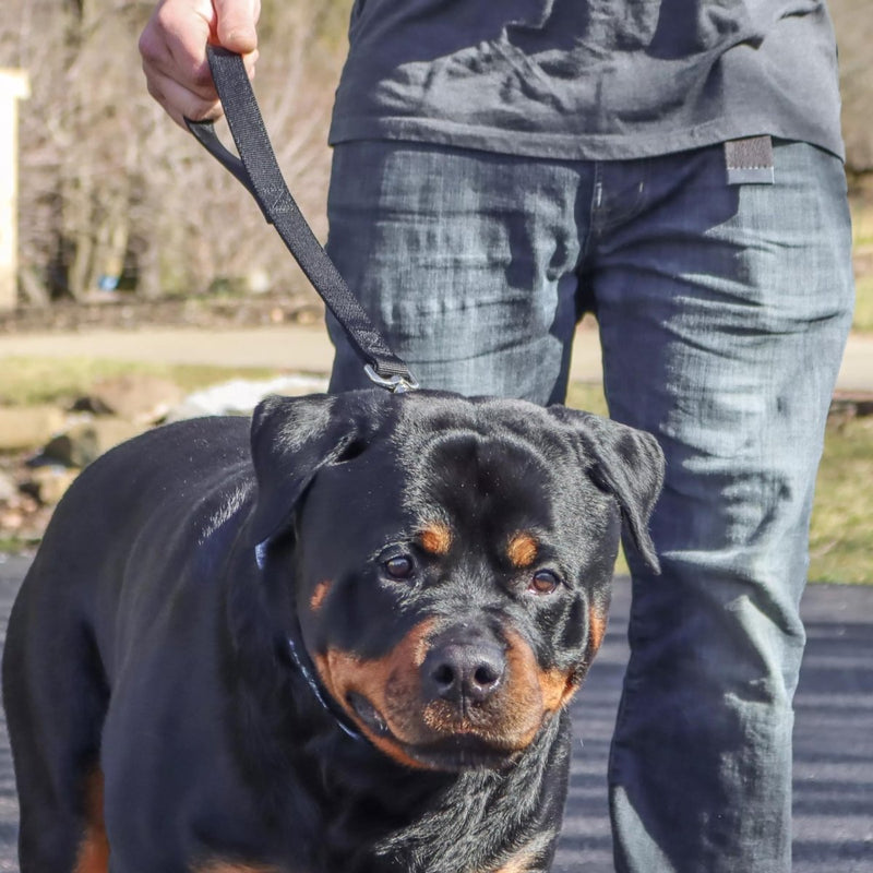 Coastal Pet Double - Ply Dog Traffic Leash - Durable Dog Leash Perfect for Vet Visits - Short Leash for Leash Training - Black - 1" x 24" - dog leash - 076484070907