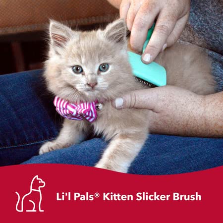 Coastal Pet Li'l Pals Kitten Slicker Brush For Pets with Coated Tips - 076484788017