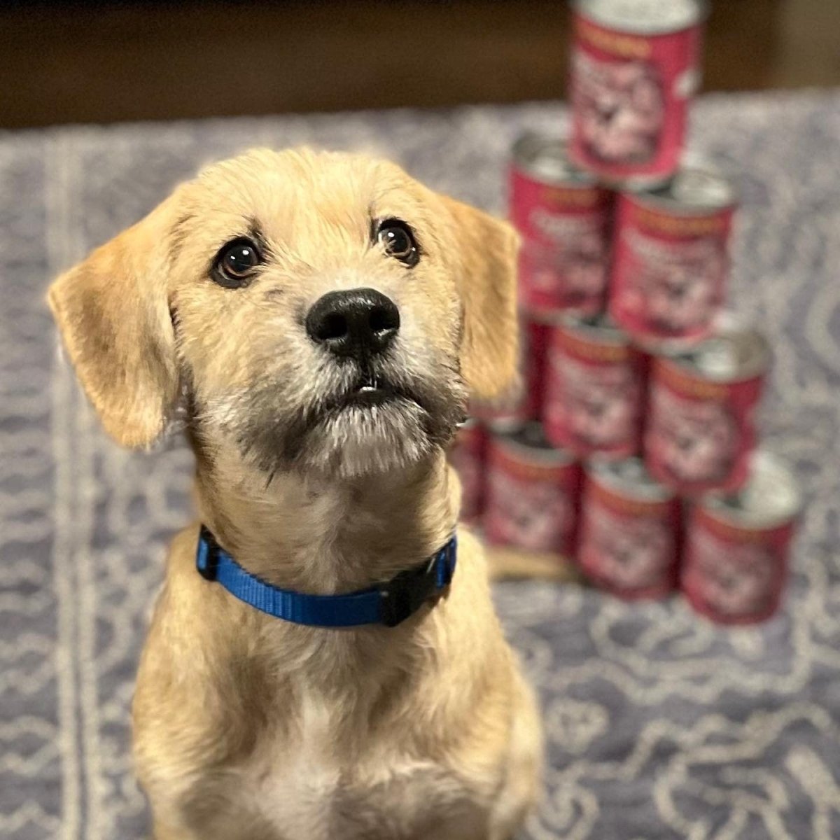 Evanger's Heritage Classics Puppy Dinner for Dogs 12.5 oz Cans - 077627101229