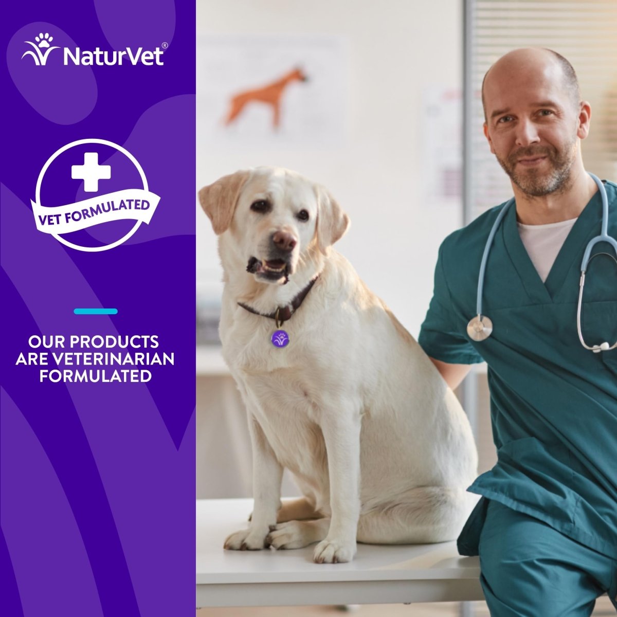 Evolutions by NaturVet Anchovy + Allergy & Joint Support 90ct Soft Chews for Dogs - Anchovy Oil, Bone Broth - Helps Maintain Normal Histamine Levels - Helps Support Normal Inflammatory Response - dog supplies - 797801603485