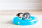 Fat Cat Crazy Circle with Catnip Ball Interactive Cat Toy - 029695293986