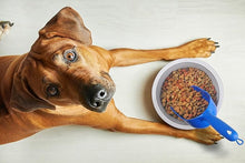 Food scoop for dogs
