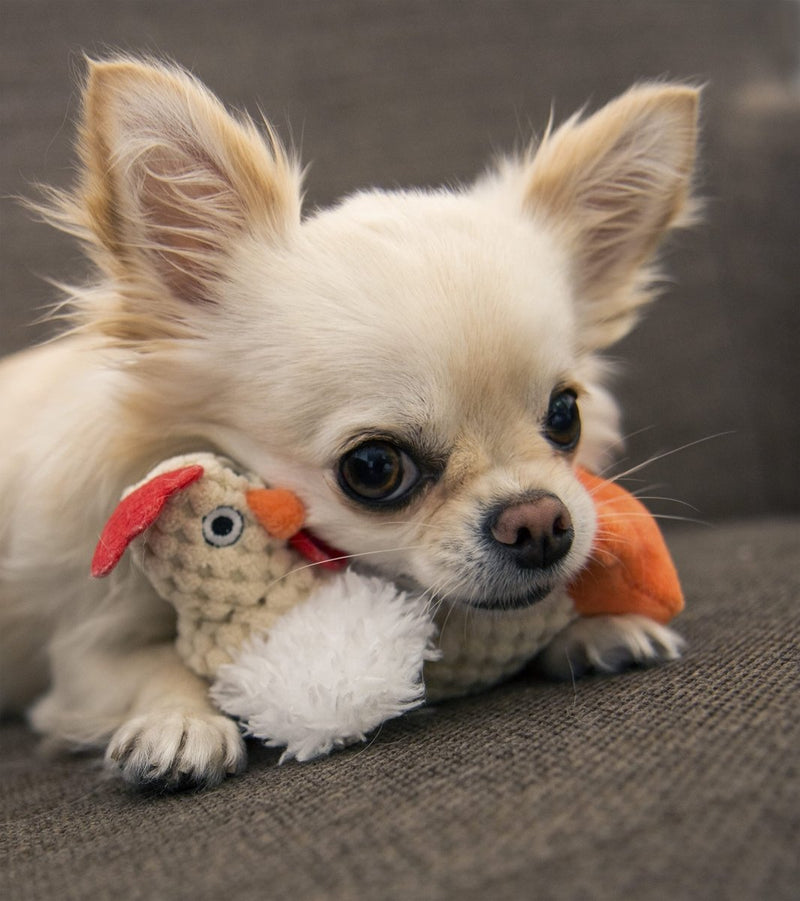 goDog Checkers Just For Me Fat Rooster Squeaky Plush Dog Toy, Chew Guard Technology - White, Mini - 743723706704