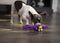 goDog Just For Me Bruto with Chew Guard Technology Plush Dog Toy, Purple, Mini - 743723709392