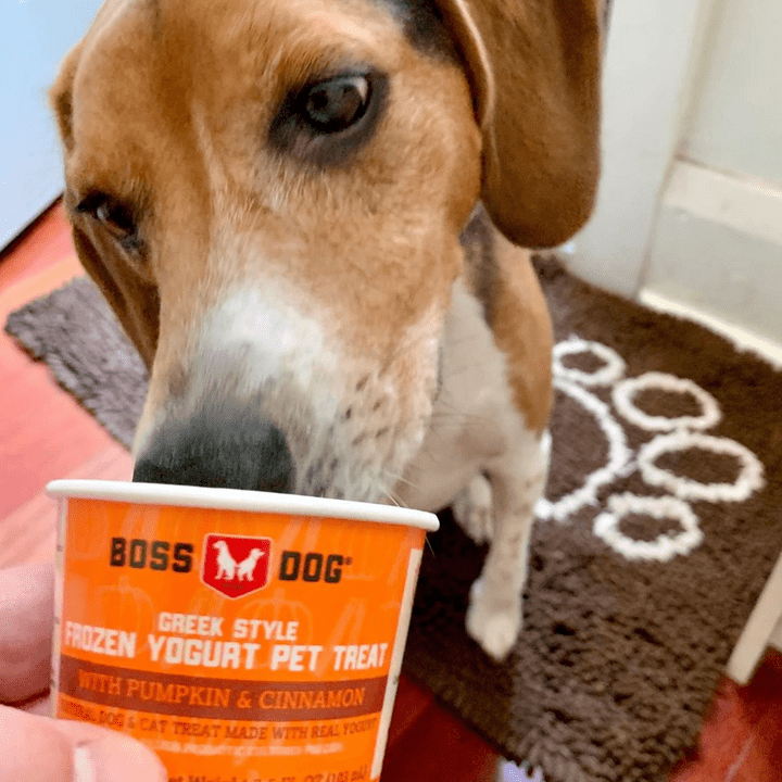 Greek style frozen pet treat pumpkin and cinnamon