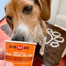 Greek style frozen pet treat pumpkin and cinnamon