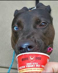 Greek style frozen Yogurt pet treat