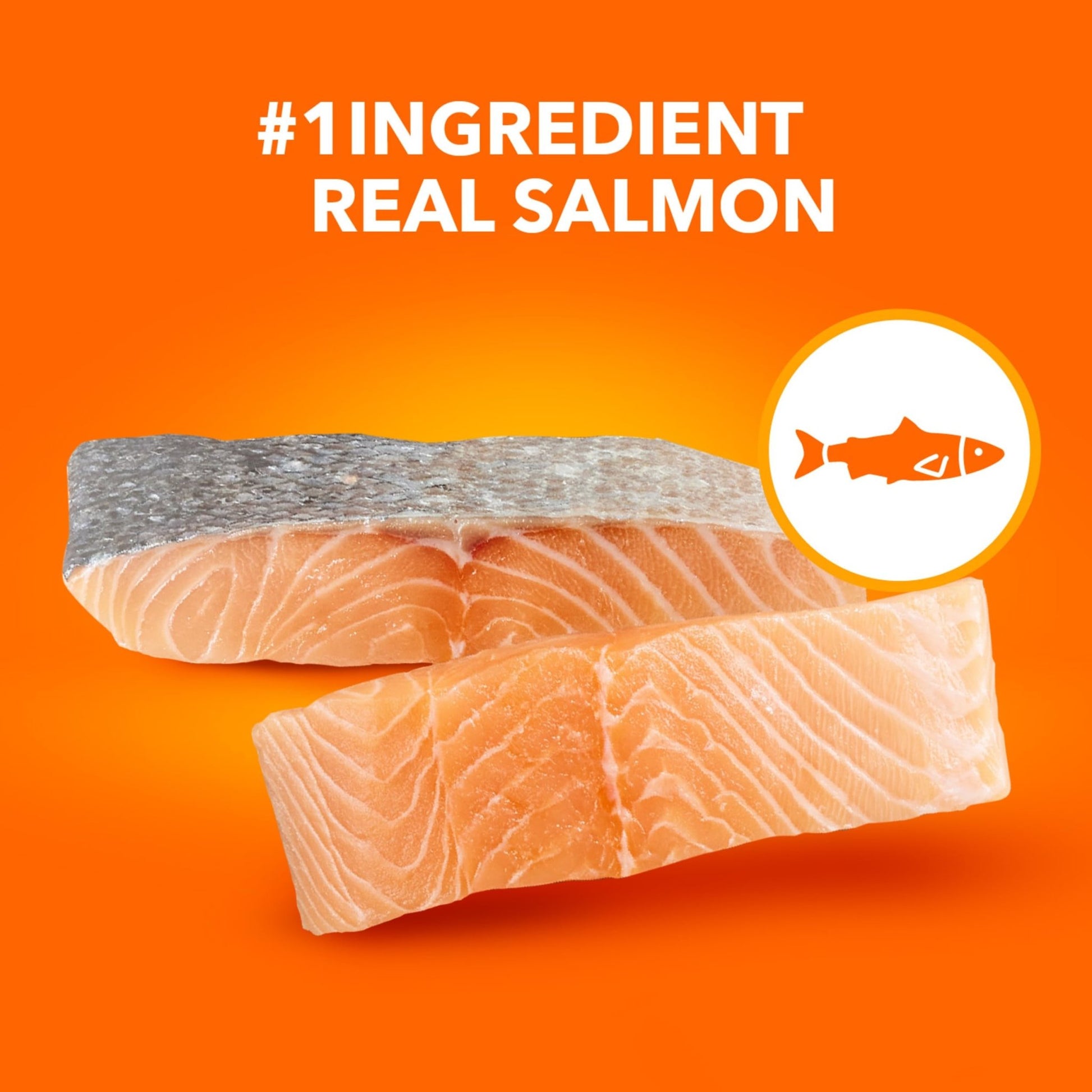 Iams Proactive Health Adult Healthy Dry Cat Food with Salmon – 3.5 lbs