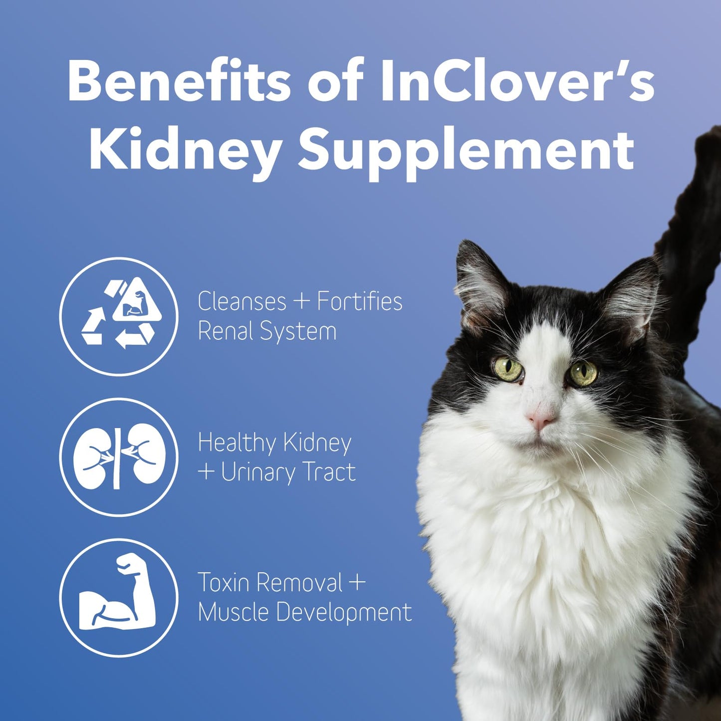 In Clover Bioren Kidney Health For Dogs & Cats