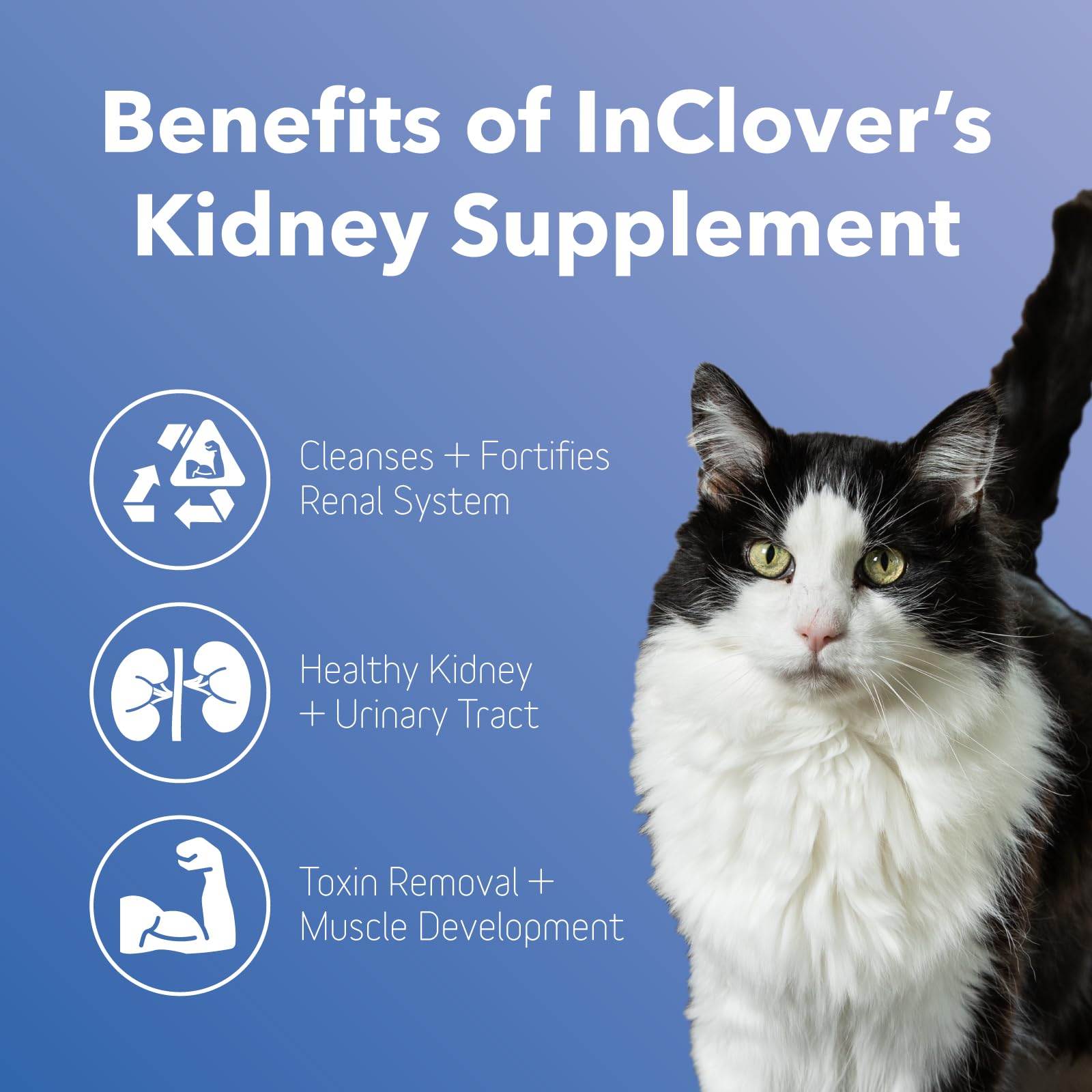 In Clover Bioren Kidney Health For Dogs & Cats