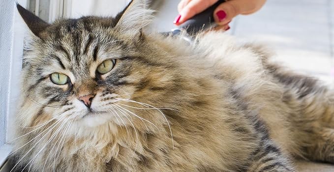 JW gripsoft cat brush