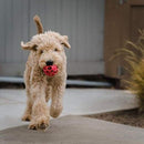 JW Pet Hol - ee Roller Dog Toy Puzzle Ball, Natural Rubber, Medium (4.5 Inch Diameter), Colors May Vary - 618940431114