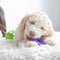 JW Pet Snail Teether Puppy Dog Chew Toy - 029695323621