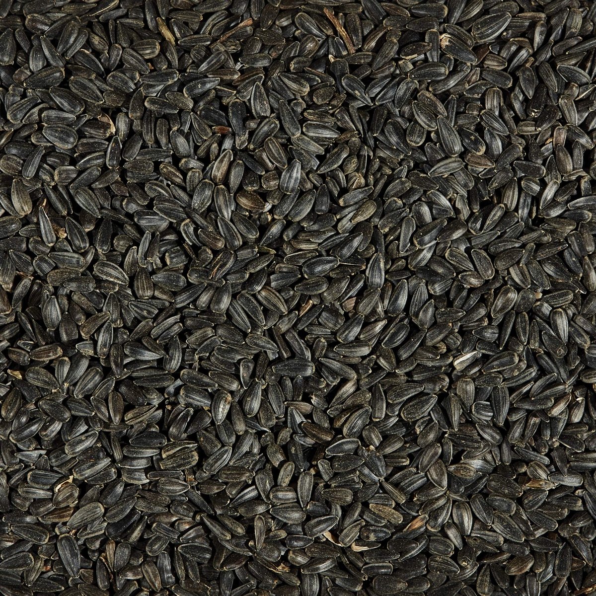 Kaytee Black Oil Sunflower Wild Bird Food, 5 Pounds - 071859020235