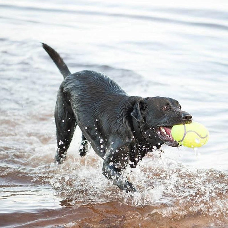 KONG - AirDog® Squeaker Football - Squeaky Bounce and Fetch Toy, Tennis Ball Material - For Medium Dogs - dog toy football - 035585775234