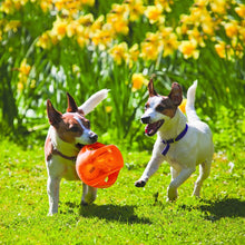 KONG - Jumbler Ball - Interactive Fetch Dog Toy with Tennis Ball - for Large/Extra Large Dogs (Assorted Colors) - 035585034089