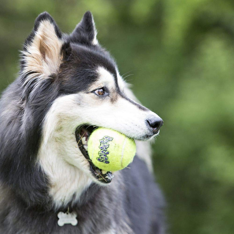 KONG - Squeakair Balls - Dog Toy Premium Squeak Tennis Balls, Gentle on Teeth - for Medium Dogs (3 Pack) - 035585775203