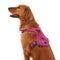 KONG Ultra Durable Waste Bag Harness - Small - Pink - dog harness - 737257980532