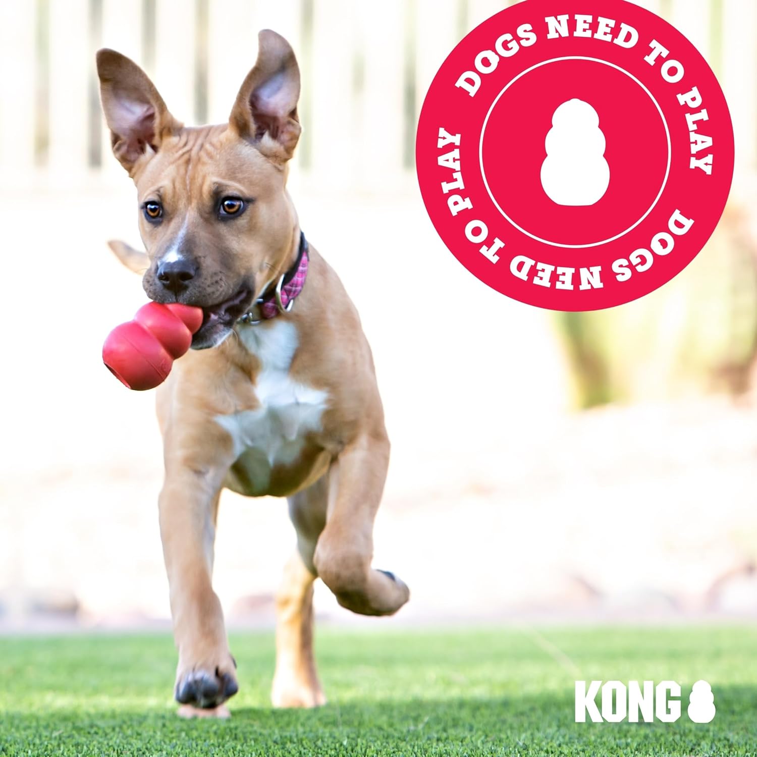 Kong wild knots large bear