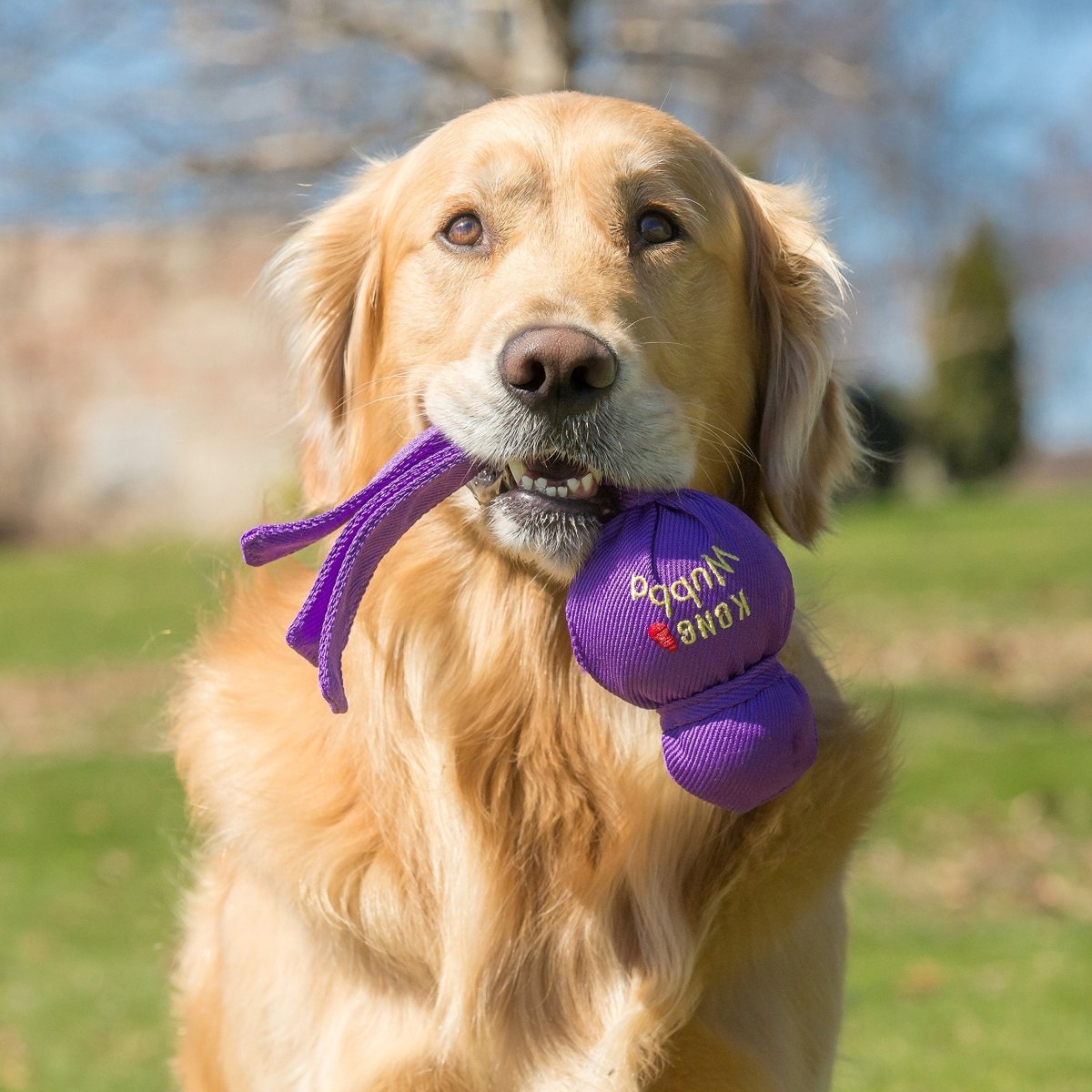 KONG - Wubba - Dog Tug of War and Fetch Toy - for Large Dogs (Assorted Colors) - 035585800011