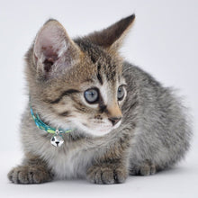 lil pals kitten cat collars safety collars one size