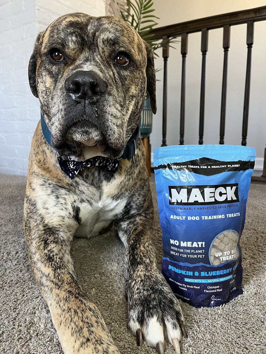 MAECK Insect Grub Protein Dog Training Treats, 1 Pound, All Natural, Sustainable, Gluten Free - Pumpkin & Blueberry - 667619653005