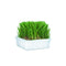 Miracle Care Cat Grass For Indoor Cats - Cat Grass Growing Kit Includes Potting Mix - Seeds - and Container - Multi - Cat S - 5.25 oz. - Grass Kit - 073101746702