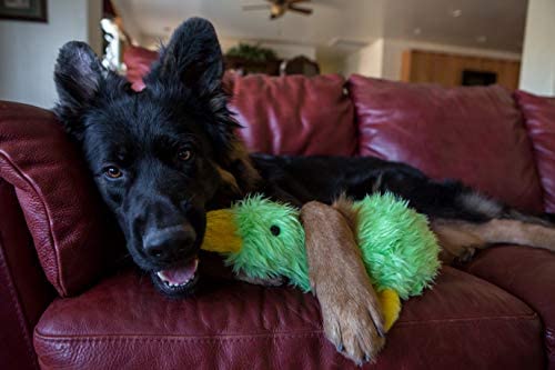 MULTIPET Duckworth Plush Filled Dog Toy, Assorted Colors, (Pack of 1) - 784369377019