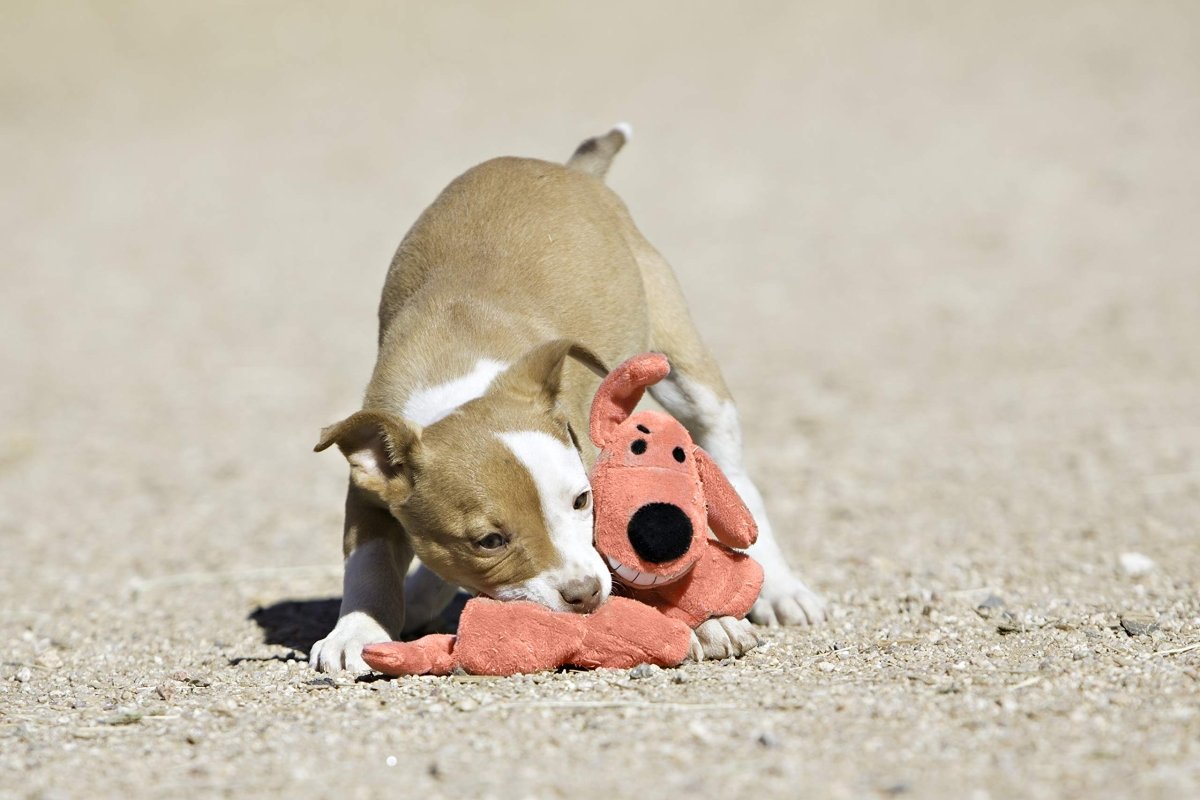 Multipet International Original Loofa Dog Mini 6 - Inch Dog Toy (Assorted colors) - 784369477115
