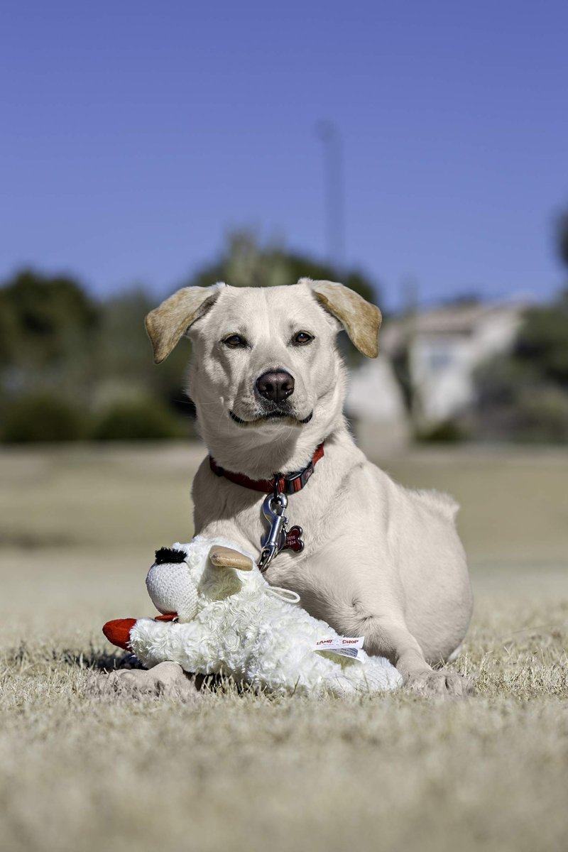 Multipet Standing Lamb Chop 13" Dog Toy - 784369484151