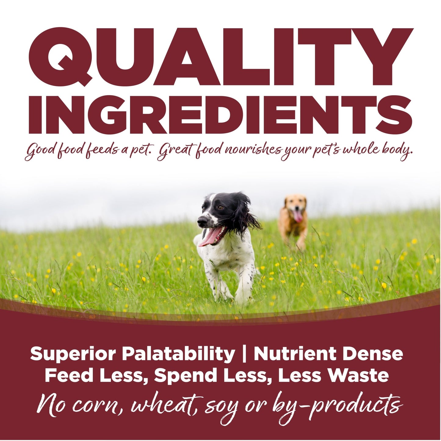 Nutri source beef and rice 12 lb kibble for dogs