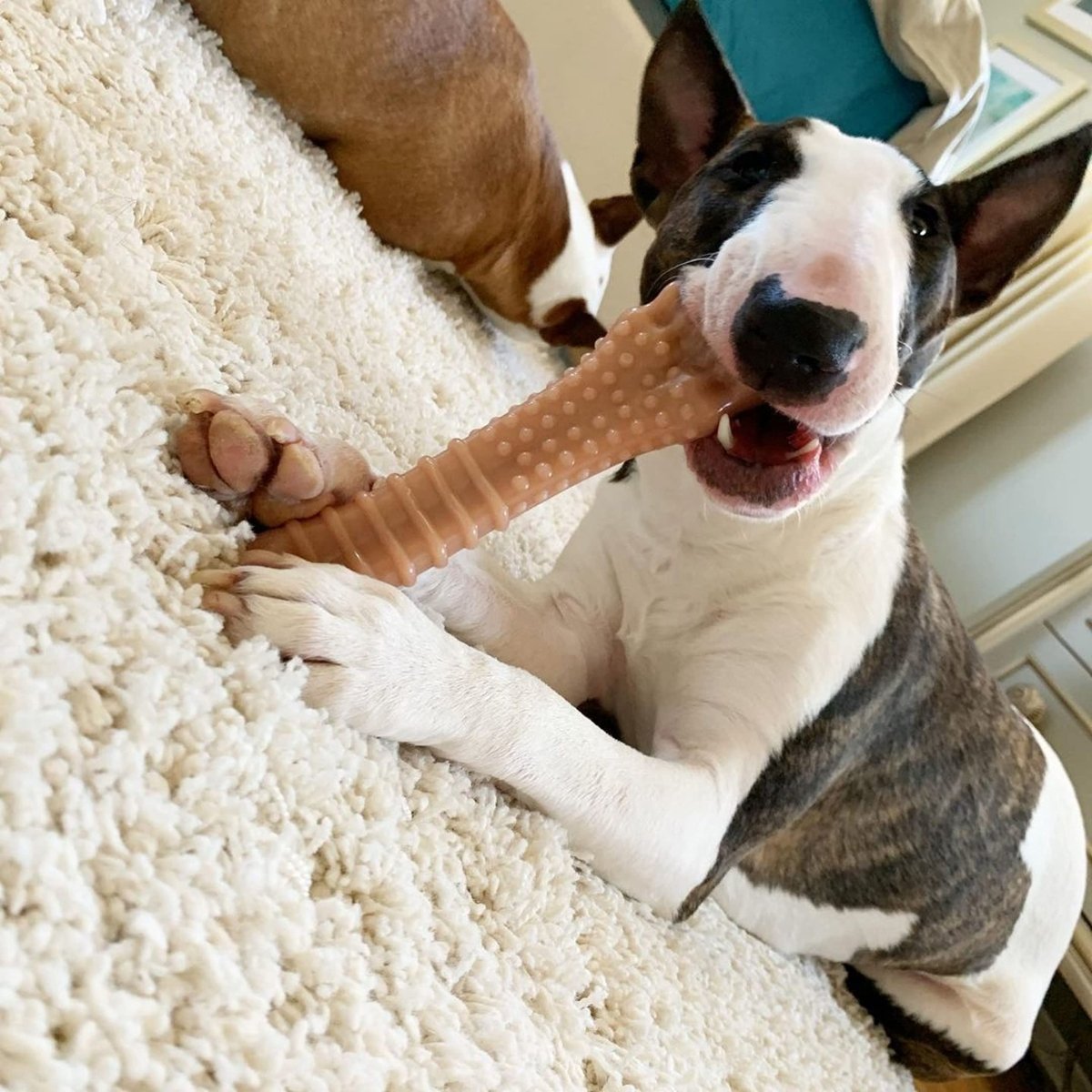 Milk Bones Dog Bone Aazon.co : OSORD For Aggressive Chewers 4 Pack, Indestructible Dog Toys, Bacon Dog Chew Toys Large Dog Toys Milk Bones Dog Bone Aazon.co : OSORD For Aggressive Chewers 4 Pack, Indestructible Dog Toys, Bacon Dog Chew Toys Large Dog Toys