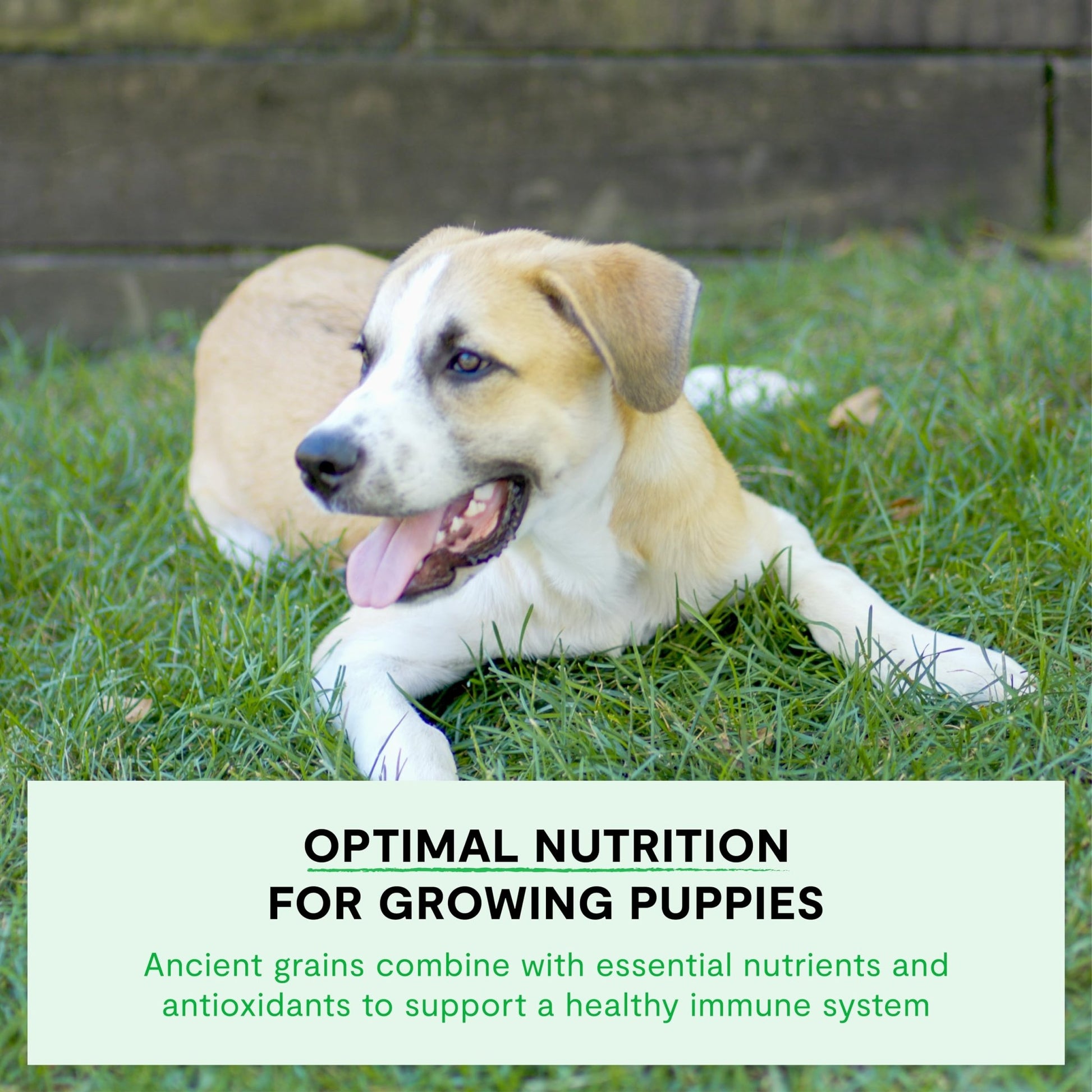 Open Farm, Ancient Grains Dry Dog Food for Puppies, Protein - Rich & Nutrient Dense, 90% Animal Protein Mixed with Non - GMO Fruits, Veggies and Superfoods, Chicken & Salmon Recipe for Puppy, 4lb Bag