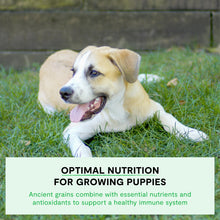 Open Farm, Ancient Grains Dry Dog Food for Puppies, Protein - Rich & Nutrient Dense, 90% Animal Protein Mixed with Non - GMO Fruits, Veggies and Superfoods, Chicken & Salmon Recipe for Puppy, 4lb Bag