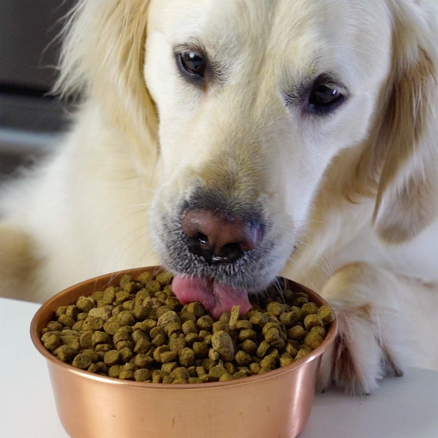 Open Farm Ancient Grains Dry Dog Food – Wild Salmon Ancient Grain Recipe, 11 lb Bag