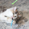 Our Pet's Go Fish Cat Fishing Pole Cat Toy with Catnip Fish Teaser and Rod Interactive Cat Wand Toys for Indoor Cats