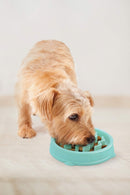 Outward Hound Fun Feeder Slow Pet Bowl - Slow Feeder Dog Bowl - Small - Tiny - Mint