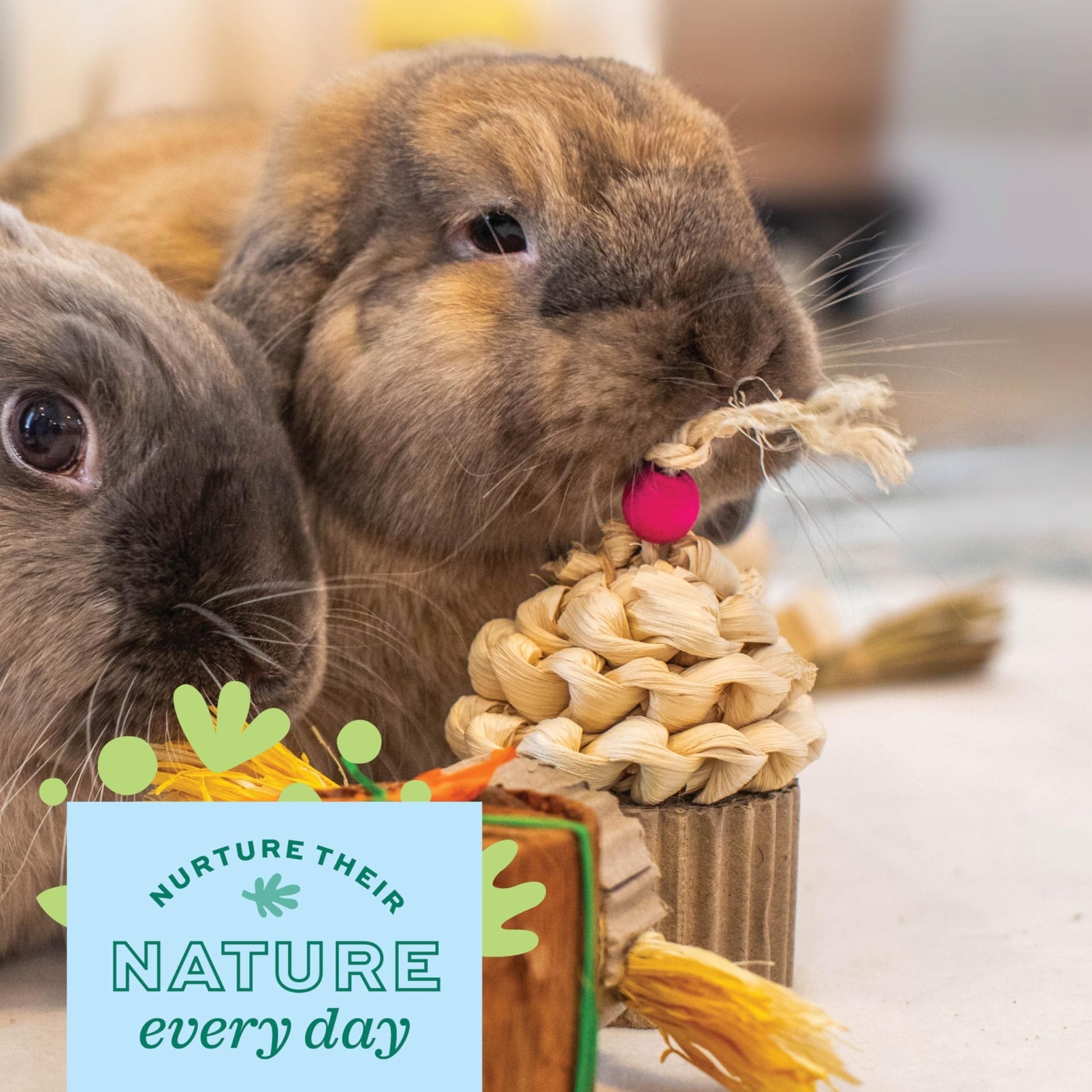 Oxbow Enriched Life Birthday Party Pack | Small Pet Toy - Great For Guinea Pigs, Rabbits