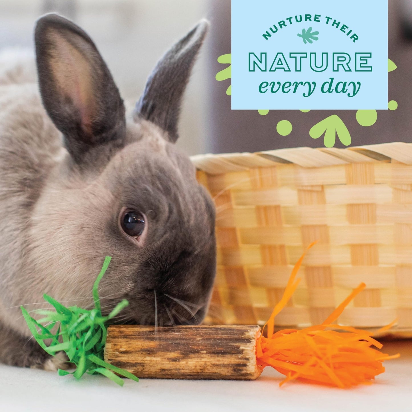 Oxbow Enriched Life Birthday Party Pack | Small Pet Toy - Great For Guinea Pigs, Rabbits