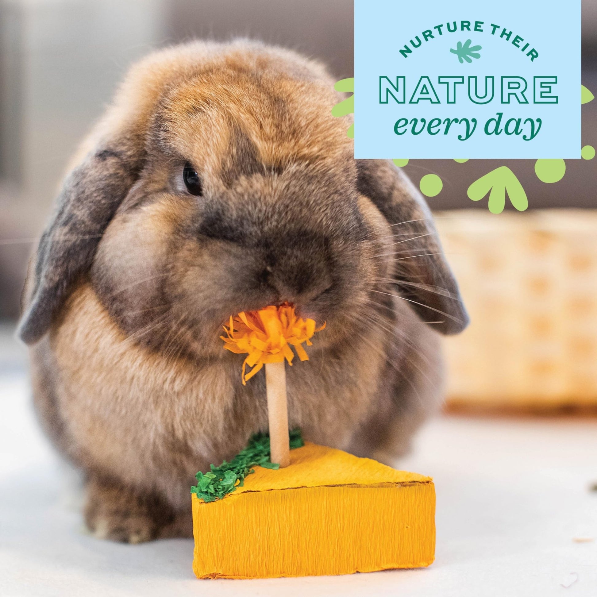 Oxbow Enriched Life Birthday Party Pack | Small Pet Toy - Great For Guinea Pigs, Rabbits