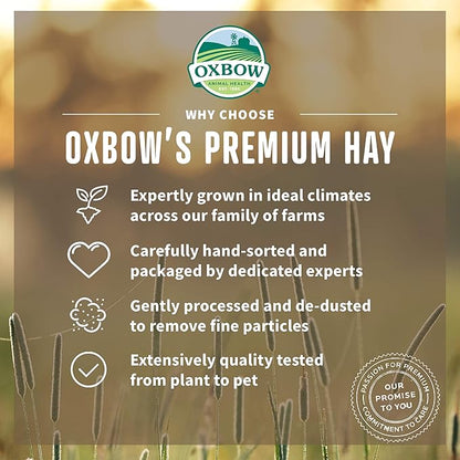 Oxbow oat hay small animal hay 15oz bag