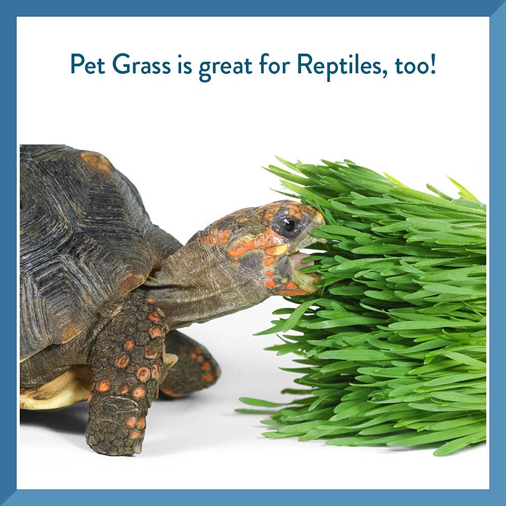 Pet Greens Self - Grow Pet Grass Kit