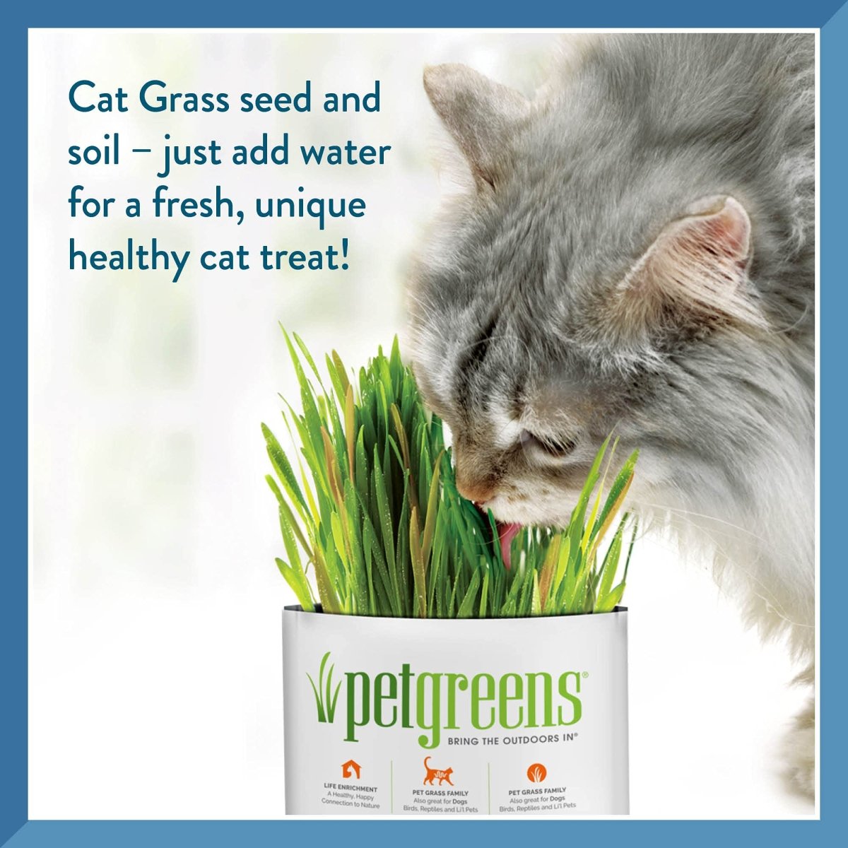 Pet Greens Self - Grow Pet Grass Kit