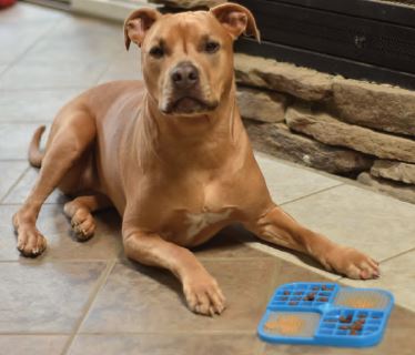 Pet Zone Boredom Busterz Slow feeder Licking Mat For Dogs - Blue Duo