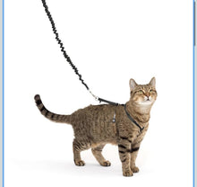 Petsafe come with me kitty harness and bungee leash