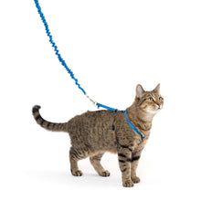 PetSafe Come with Me Kitty Harness and Bungee Leash, Small, Royal Blue